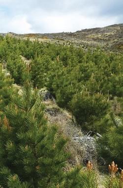 Βελτίωση με υβρίδια Υβρίδια ανάμεσα στην Pinus attenuata και P.