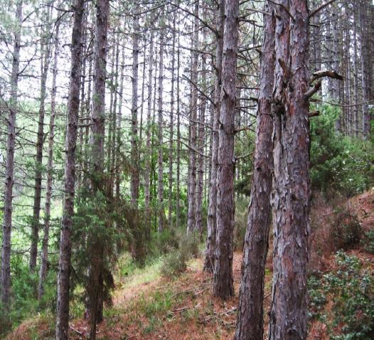 Η εμπειρία της Pinus maritima στην Ελλάδα Η παραθαλάσσια πεύκη, εισήχθη στην Ελλάδα το 1912 στην Αχαΐα και στο Πήλιο. Μέχρι το 1970 χρησιμοποιούνταν σε αναδασώσεις στη Β.
