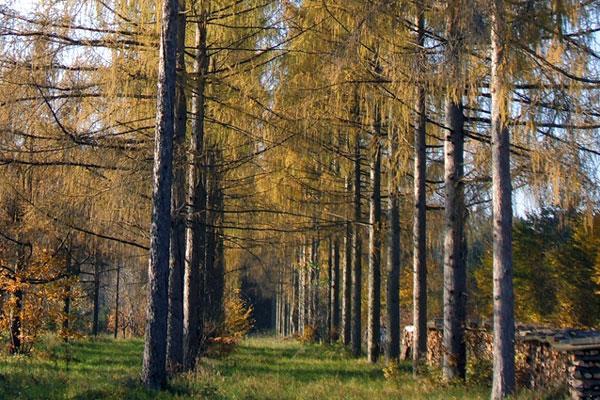 Σποροπαραγωγός κήπος Larix decidua στη Βαυαρία Πηγή: http://www.lwf.bayern.