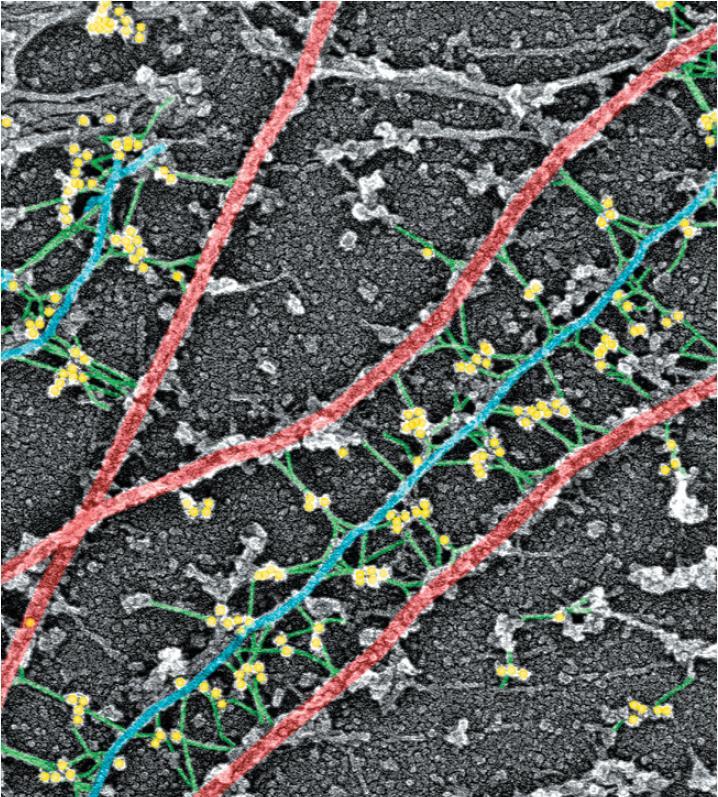 Πλεκτίνες και κυτταροσκελετικά δίκτυα (2) Φωτογραφία ενός ινοβλάστη ο οποίος έχει σημανθεί με αντισώματα έναντι της πλεκτίνης και έναντι κυτταροσκελετικών πρωτεϊνών.