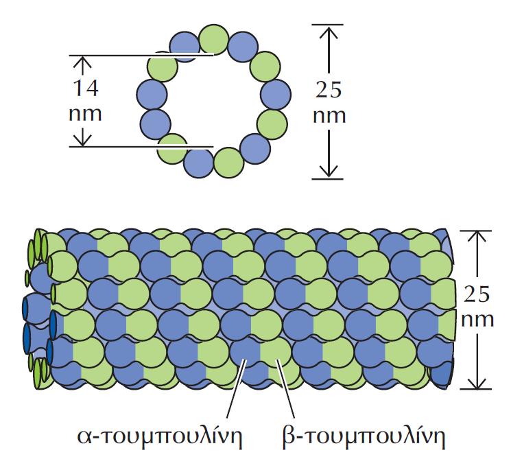 Δομή των μικροσωληνίσκων Οι πρωτεΐνες α- και β-τουμπουλίνη αποτελούν τις δομικές μονάδες των μικροσωληνίσκων.
