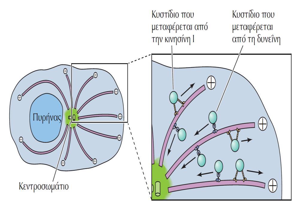 Ο ρόλος των μικροσωληνίσκων στην κυστιδιακή μεταφορά Η κινησίνη Ι και άλλα μέλη της οικογένειας των κινησινών που έχουν κατεύθυνση προς τα άκρα (+) μεταφέρουν κυστίδια και οργανίδια προς τα άκρα (+)