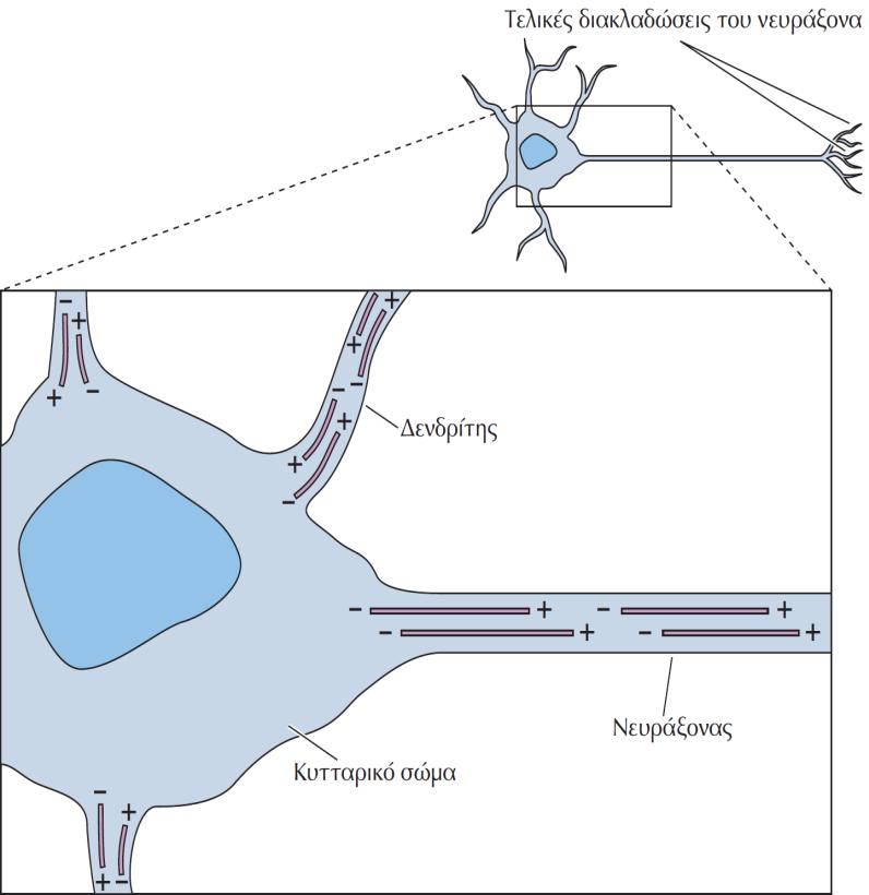 Οι μικροσωληνίσκοι ως οδοί αξονικής μεταφοράς Από το κυτταρικό σώμα κάθε νευρώνα εκτείνονται δύο διακριτοί τύποι αποφύσεων, ο νευράξονας και οι δενδρίτες.