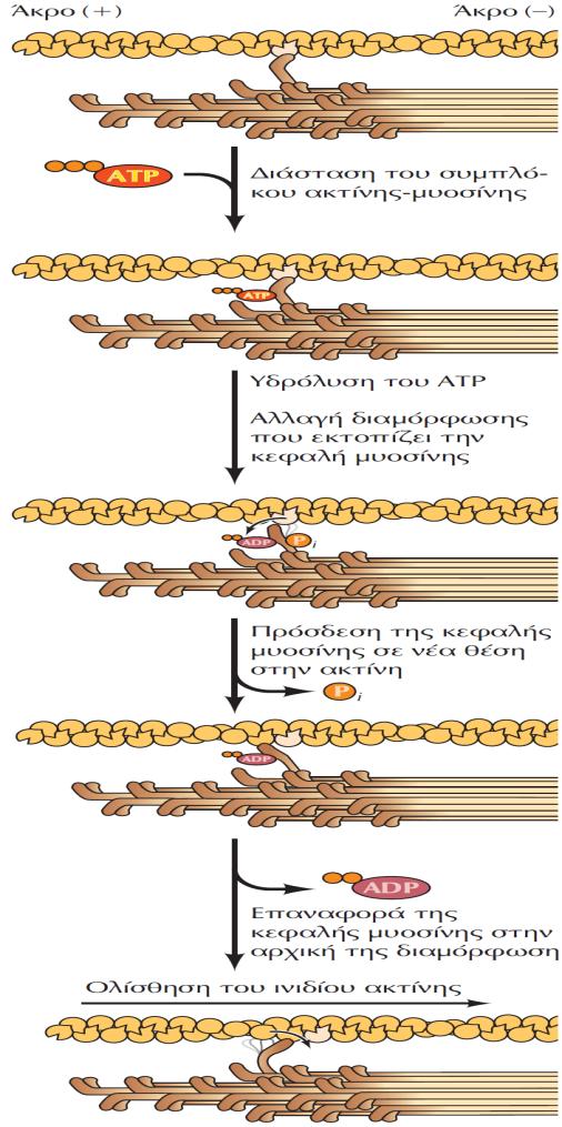 Tο «βάδισμα» της μυοσίνης Η πρόσδεση του ATP αποσυνδέει τη μυοσίνη από την ακτίνη. Στη συνέχεια, η υδρόλυση του ATP επάγει μια αλλαγή διαμόρφωσης που μετατοπίζει την κεφαλή της μυοσίνης.
