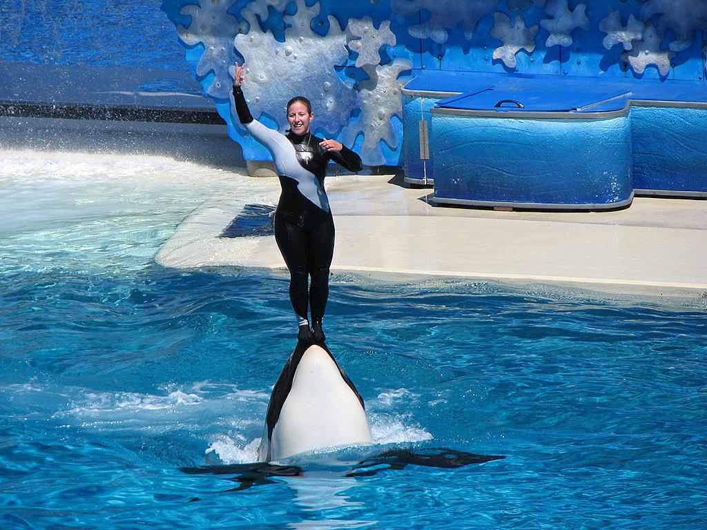 SEAWORLD Απολαύστε μια μαγική μέρα των υδρόβιων ζώων με μια περιπέτεια στο SeaWorld Sand Ντιέγκο.