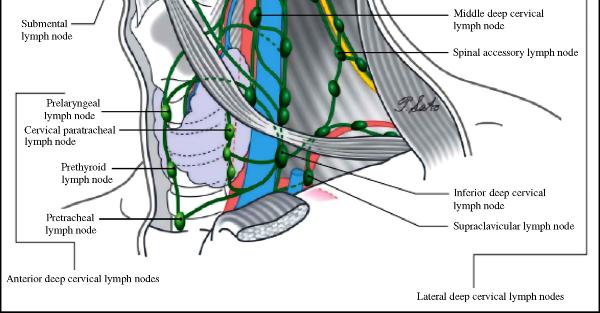 Ανατομικά όρια των επιπέδων του τραχήλου Επίπεδο Περιεχόμενο Χειρουργικά όρια I Υπογνάθιοι και υπογενείδιοι λεμφαδένες Άνω όριο: κάτω χείλος του σώματος της κάτω γνάθου.