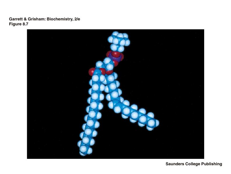 Glicerofosfatid model