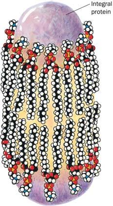 Integralni membranski proteini Močno zasidrani v lipidni dvosloj Ekstrakcija le z raztapljanjem lipidnega