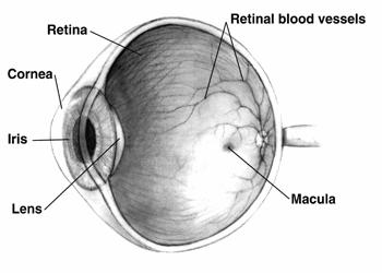 (2008-1 (2008-2 Percepţia vizuală umană Teoria culorii Percepţi culorilor Percepţia vizuală umană http://sorana.academicdirect.ro/pages/doc/imag-iii.