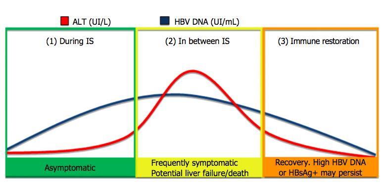 Κιηληθή εηθόλα επαλαελεξγνπνίεζεο HBV 1 ο Σηάδιο: ν αζζελήο είλαη αζπκπησκαηηθόο θαη ππάξρεη αύμεζε ηνπ HBV 2 ο Σηάδιο: ν αζζελήο είλαη ζπκπησκαηηθόο θαη ππάξρεη αύμεζε ηόζν ηνπ HBV, όζν θαη ηνπ ALT