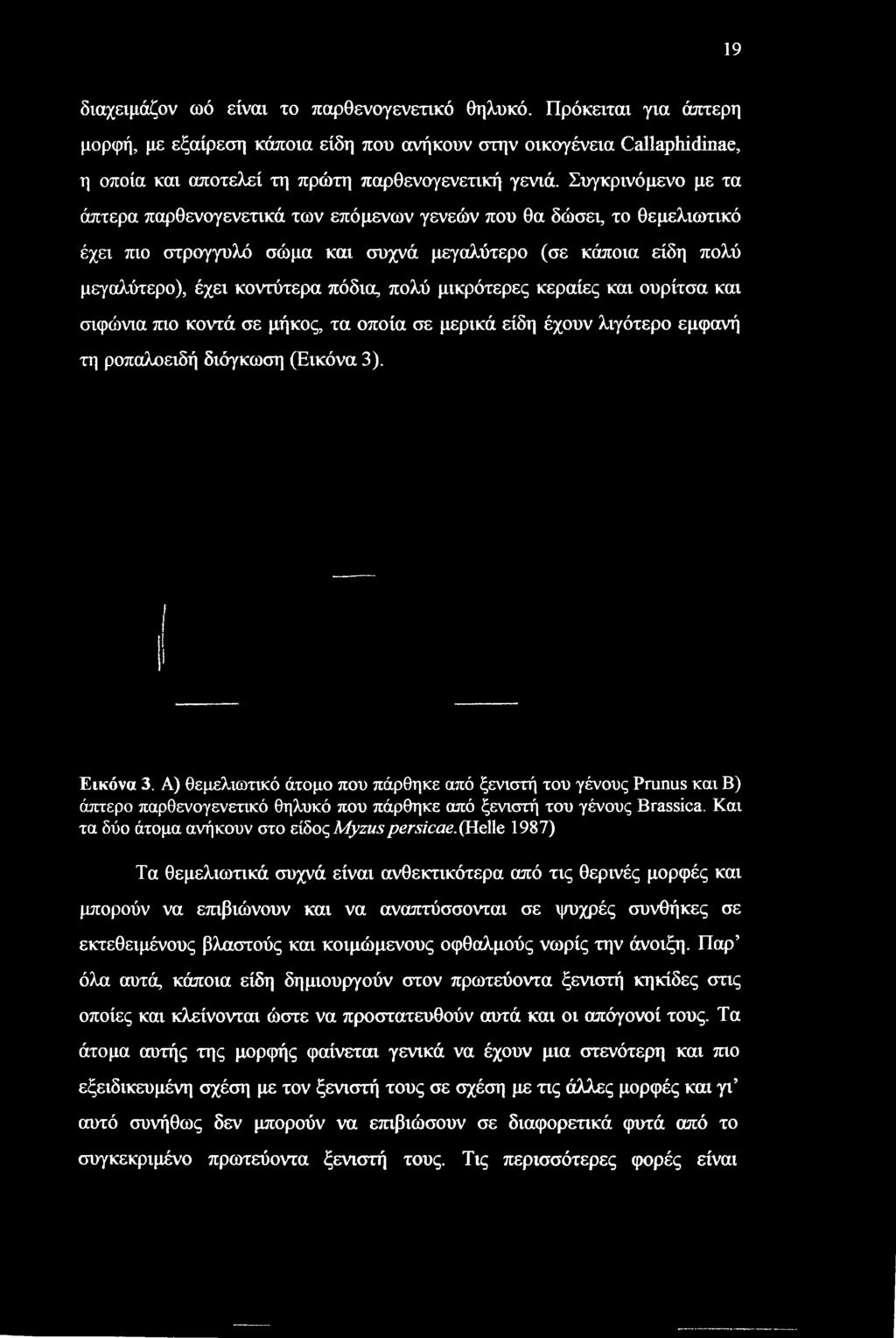 μικρότερες κεραίες και ουρίτσα και σιφώνια πιο κοντά σε μήκος, τα οποία σε μερικά είδη έχουν λιγότερο εμφανή τη ροπαλοειδή διόγκωση (Εικόνα 3). Εικόνα 3.