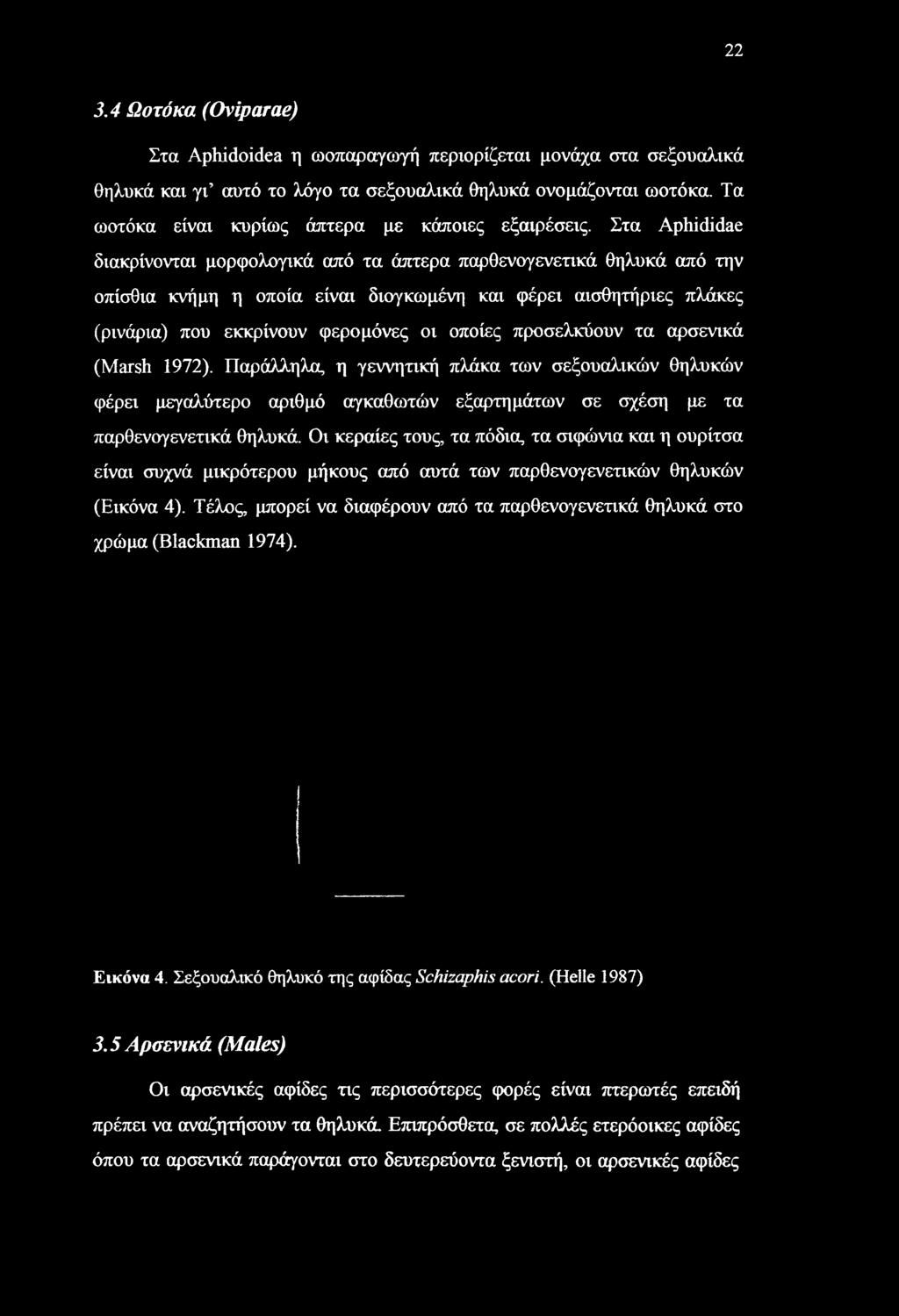 Στα Aphididae διακρίνονται μορφολογικά από τα άπτερα παρθενογενετικά θηλυκά από την οπίσθια κνήμη η οποία είναι διογκωμένη και φέρει αισθητήριες πλάκες (ρινάρια) που εκκρίνουν φερομόνες οι οποίες