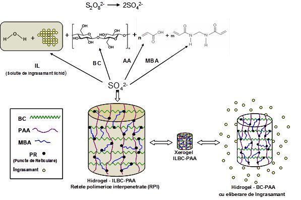 Fig. 2.3. Schema de reacţie pentru obţinerea hidrogelurilor compozite pe bază de bioceluloza acid acrilic precum şi procesul de eliberare. 2.6. Fluxul tehnologic si bilantul de materiale 2.6.1.