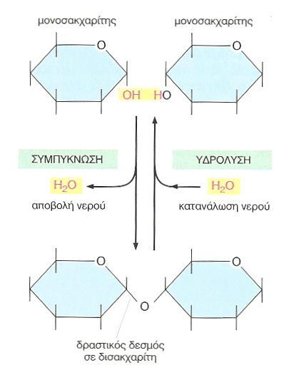 ΔΙΣΑΚΧΑΡΙΤΕΣ - ΠΟΛΥΣΑΚΧΑΡΙΤΕΣ Οι μονοσακχαρίτες ενώνονται μεταξύ τους με ομοιοπολικούς δεσμούς.σχηματίζουν δισακχαρίτες, ολιγοσακχαρίτες, μέχρι και πολυσακχαρίτες.