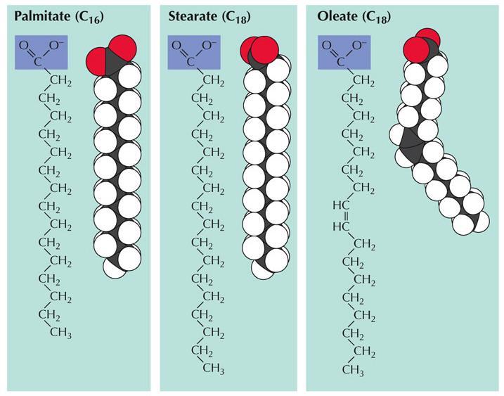 ΛΙΠΑΡΑ ΟΞΕΑ Κορεσμένα λιπαρά οξέα - δεν υπάρχουν διπλοί δεσμοί μεταξύ των ατόμων άνθρακα στην ουρά με αποτέλεσμα να υπάρχει ο μέγιστος δυνατός αριθμός ατόμων υδρογόνου Ακόρεστα λιπαρά οξέα - υπάρχει