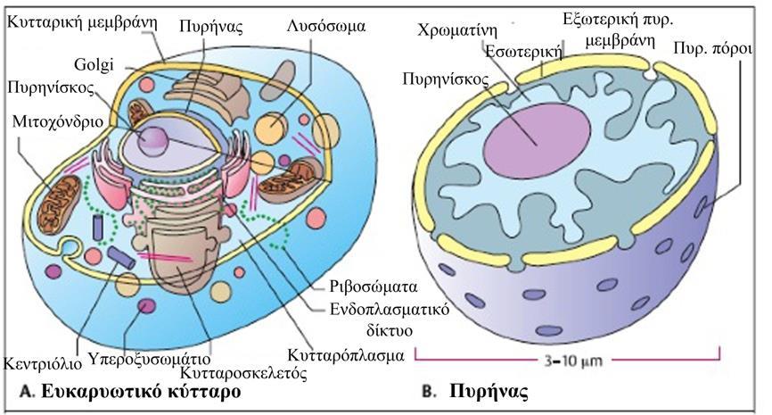 ΔΟΜΗ ΤΗΣ