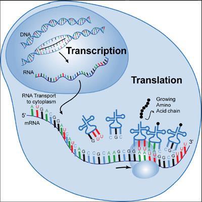 διαφορετικά είδη RNA τα