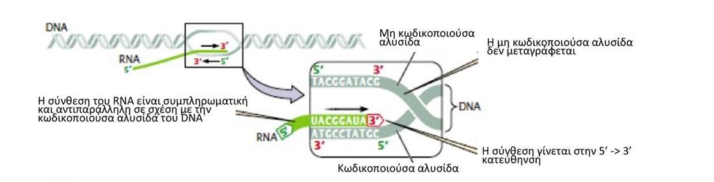 ΜΕΤΑΓΡΑΦΗ - ΜΕΤΑΦΡΑΣΗ Η σύνθεση του RNA