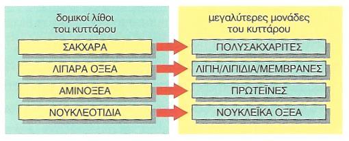 ΤΑ ΜΟΡΙΑ ΤΩΝ ΚΥΤΤΑΡΩΝ Η ποικιλότητα των οργανισμών οφείλεται σε πολυάριθμες χημικές ουσίες που αποτελούνται από περιορισμένο αριθμό στοιχείων (C, H, N, O) Πρωταρχικό ρόλο παίζει το μόριο του άνθρακα