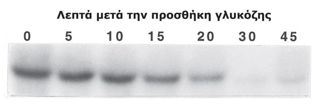 Ανάλυςη δομήσ και λειτουργίασ γονιδίων Ηφμη-Γονίδια GAL (6/7) Επαγωγι από γαλακτόηθ-καταςτολι παρουςίασ γλυκόηθσ Σι ςυμβαίνει όταν προςτίκεται γλυκόηθ