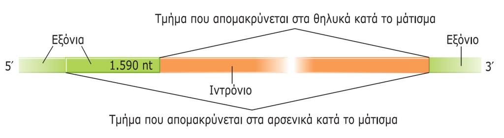 Ανάλυςη δομήσ και λειτουργίασ γονιδίων (7/7) Κλωνοποίθςθ γονιδίου fru Τβριδιςμόσ κατά Northern Αλλθλοφχιςθ cdna χεδιαςμόσ εκκινθτϊν RT PCR
