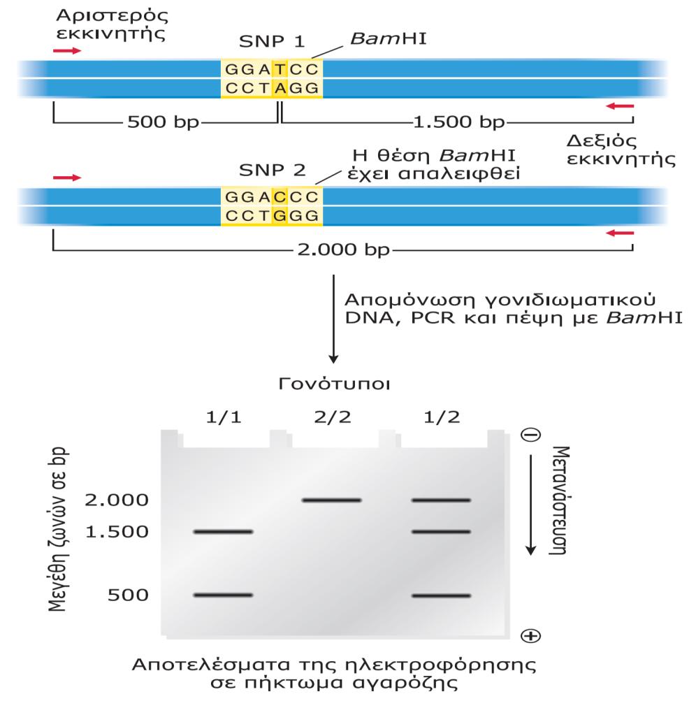 Μοριακή Διαγνωςτική (4/6) Εντοπιςμόσ με PCR- RFLPs Πολυμορφιςμοί κζςεων περιοριςμοφ (RFLPs) Παρουςία