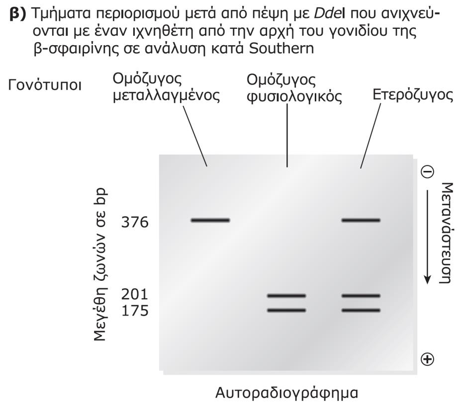 Μοριακή Διαγνωςτική (5/6) Εντοπιςμόσ με υβριδιςμό κατά Southern - RFLPs Εικόνα 7:
