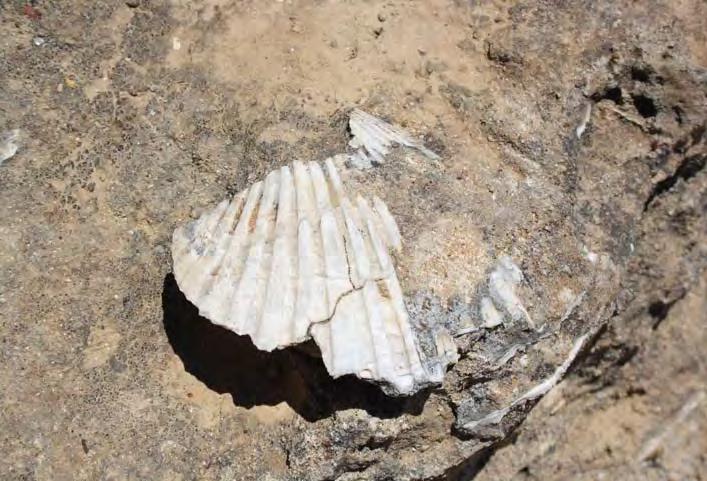 Ιδιαίτερο γεωλογικό και παλαιοντολογικό ενδιαφέρον παρουσιάζει η περιοχή των Μητάτων όπου έχουν βρεθεί σημαντικά παλαιοντολογικά ευρήματα, όπως απολιθώματα κοιτοειδών και μεγάλων ιχθύων αλλά και