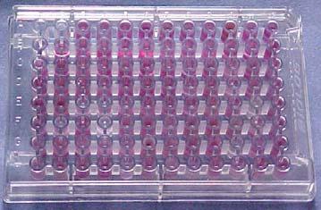 BIOLOG Microtitre plates (96 κελία) που περιέχουν 95 υποστρώματα όπως υδατάνθρακες, αμινοξέα, καρβοξυλικά οξέα, αμίνες, αμίδια και πολυμερή + 1 κελί-μάρτυρα Ολατακελίαπεριέχουνtetrazolium dye