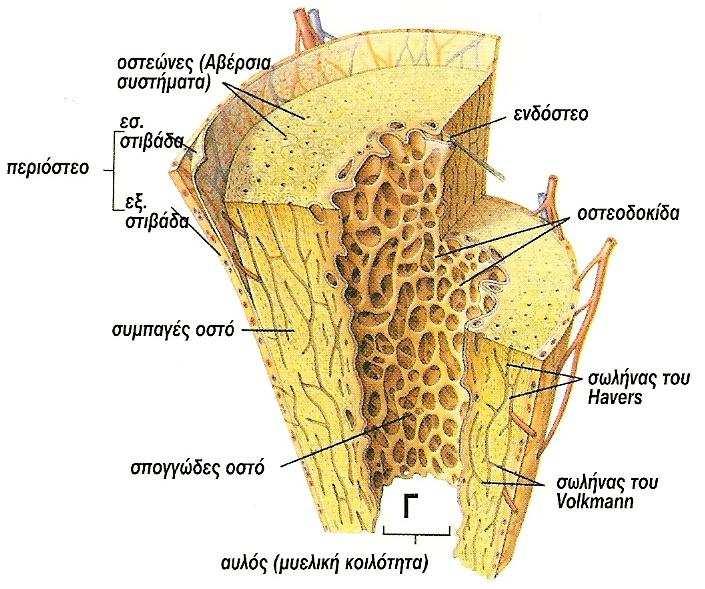 1.4 Μακροσκοπική κατασκευή οστών Μελετώντας την κατασκευή των οστών από έξω προς τα µέσα, διακρίνουµε τα εξής: A. το περιόστεο, B. την οστέινη ουσία(οι διάφορες µορφές οστίτη ιστού), Γ.
