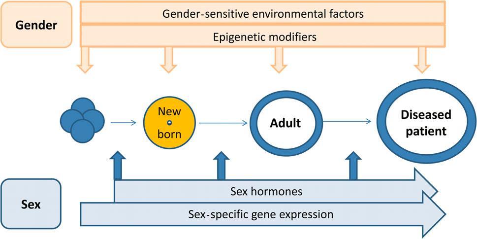 Διαφορές γένους (gender) και φύλου (sex) Οι διαφορές στην υγεία των γυναικών διακρίνονται σε δύο ευρείες κατηγορίες: - διαφορές φύλου που