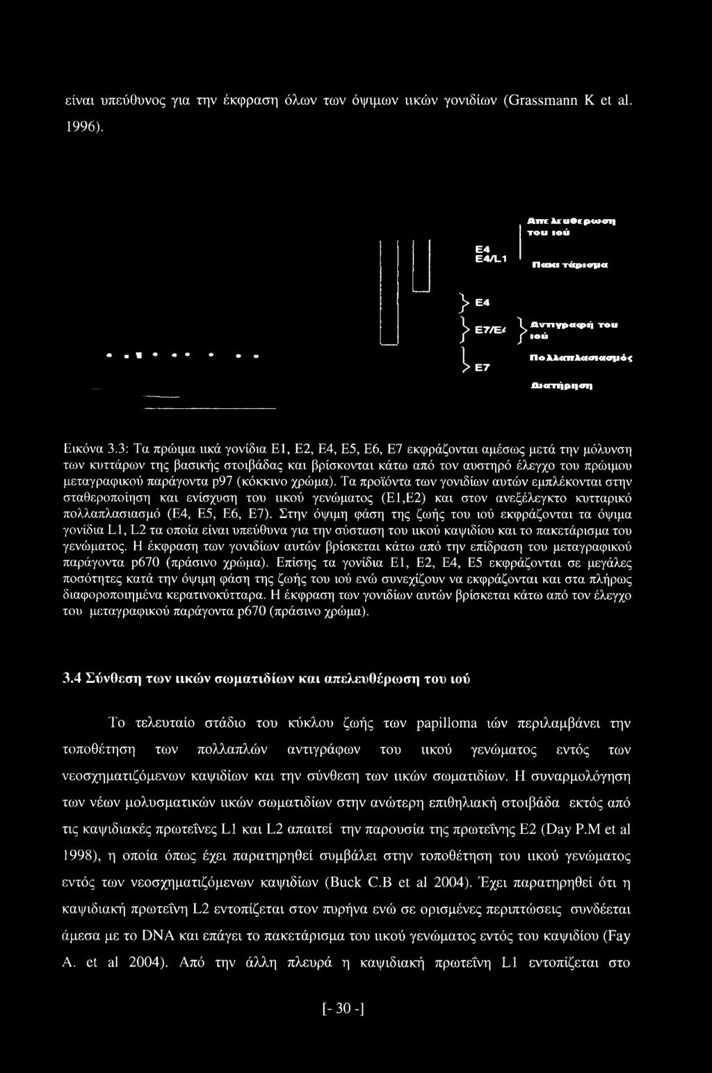 3: Τα πρώιμα ιικά γονίδια Ε1, Ε2, Ε4, Ε5, Ε6, Ε7 εκφράζονται αμέσως μετά την μόλυνση των κυττάρων της βασικής στοιβάδας και βρίσκονται κάτω από τον αυστηρό έλεγχο του πρώιμου μεταγραφικού παράγοντα