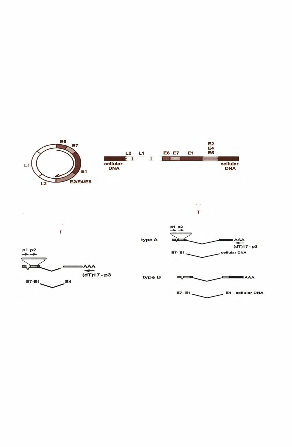 5.6 APOT assay- Μέθοδος ενίσχυσης μεταγράφων προερχόμενα από ενσωματωμένα ιικά ογκογονίδια.