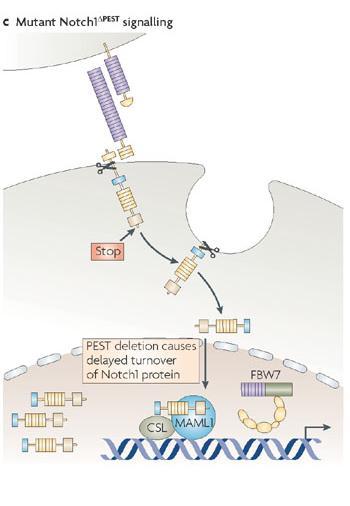 Aifantis I. et al.