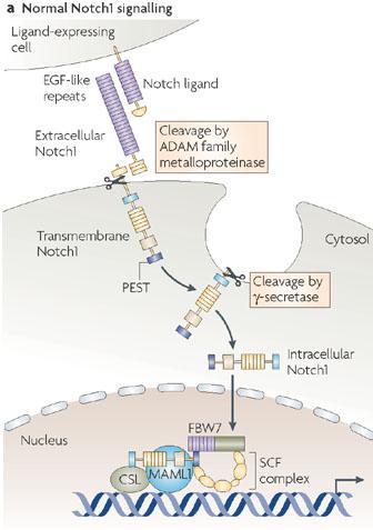 pathogenesis of