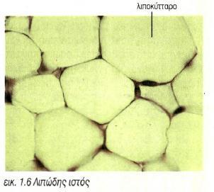 και στους τένοντες και η μεσοκυττάρια ουσία αποτελείται από ινίδια κολλαγόνου σε δεσμίδες).