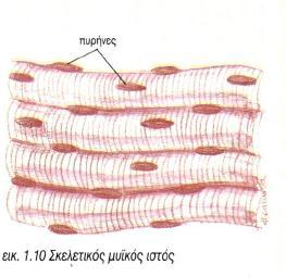 ΤΥΠΟΙ ΜΥΙΚΟΥ ΙΣΤΟΥ Σκελετικός μυϊκός ιστός: Συναντάται στους σκελετικούς μυς.