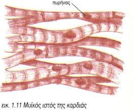 Μυϊκός ιστός της καρδιάς (μυοκάρδιο): Βρίσκεται μόνο στα τοιχώματα της καρδιάς.