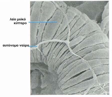 Οι λείες μυϊκές ίνες βρίσκονται στα τοιχώματα οργάνων όπως η ουροδόχος κύστη, το έντερο, το στομάχι και τα αιμοφόρα αγγεία (Εικ.17). Εικόνα 16. Λείες μυικές ίνες. Παρασκεύασμα 70139e Εικόνα 17.