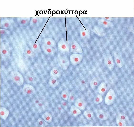 82 κύτταρα με λοβωτό πυρήνα (βασεόφιλα, εωσινόφιλα, ουδετερόφιλα), μονοπύρηνα κύτταρα και λεμφοκύτταρα. Ανεξάρτητα από την πολυμορφία τους, η συνολική τους λειτουργία είναι η άμυνα του οργανισμού.