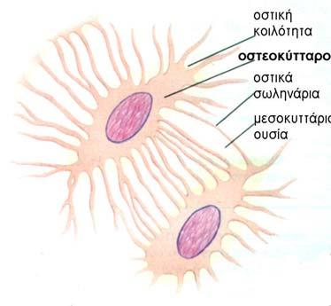 Γι αυτόν τον λόγο τα οστεοκύτταρα επικοινωνούν μεταξύ τους και με τα αιμοφόρα αγγεία με λεπτά οστικά σωληνάρια (Εικ.14-15). Εικόνα 13. Τομή οστού. Παρασκεύασμα 71010e. Εικόνα 14.
