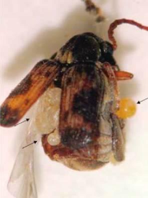 Acari Arachnida ΠΑΡΑΣΙΤΟΕΙΔΗ (Prostigmata) Ενήλικο του εχθρού
