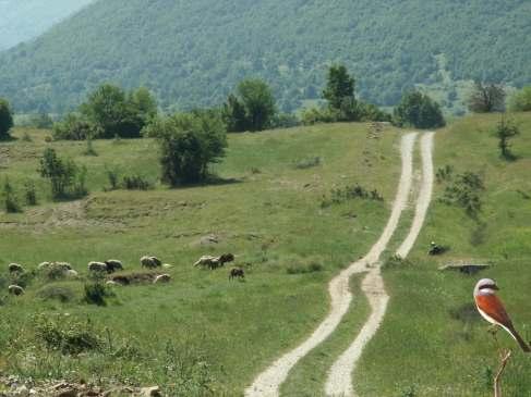 ΑΡΙΣΤΟΤΕΛΕΙΟ ΠΑΝΕΠΙΣΤΗΜΙΟ ΘΕΣΣΑΛΟΝΙΚΗΣ Σχολή Θετικών Επιστημών Τμήμα Βιολογίας Τομέας Οικολογίας Τίτλος διδακτορικής