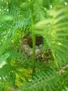 1: Red-backed Shrikes nest frequently in shrubs depressed by grazing, such as this Prickly Oak (Quercus coccifera) with the characteristic