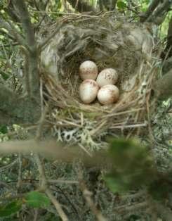 8 and 4.9: Often nests are predated by other birds, mammals or reptiles.