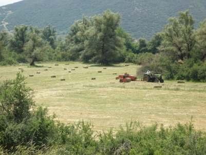 Δ. Η αναπαραγωγική επιτυχία του Αετομάχου σε σχέση με τις ιστορικές αλλαγές του αγροτικού τοπίου (Κεφάλαιο 5) Ειδικότερα στο κεφάλαιο αυτό εξετάζονται: 1.