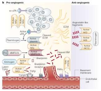κυττάρων, μέσω της πρωτεόλυσης και ενεργοποίησης των μεμβρανικών υποδοχέων PARs (protease-activated receptors).