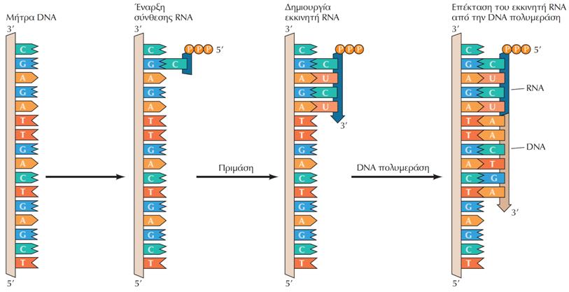 Η DNA-πολυμεράση δεν μπορεί να ξεκινήσει την αντιγραφή μόνη της Βραχέα τμήματα RNA