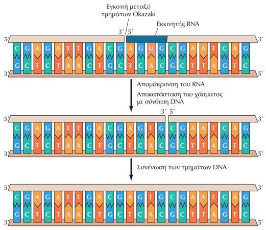 Τα κλάσματα Okazaki στην αντιγραφή (2) Οι εκκινητές RNA απομακρύνονται και η DNA πολυμεράση συμπληρώνει με δεοξυριβονουκλεοτίδια τα