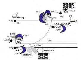 θετικου κλώνου RNA μέσω της αλληλεπίδρασης των περιοχών που βρίσκονται στο 5 -άκρο του θετικού κλώνου με το σύμπλοκο PCB2/3 CD pro ή με το σύμπλοκο 3AB/3 CD pro.